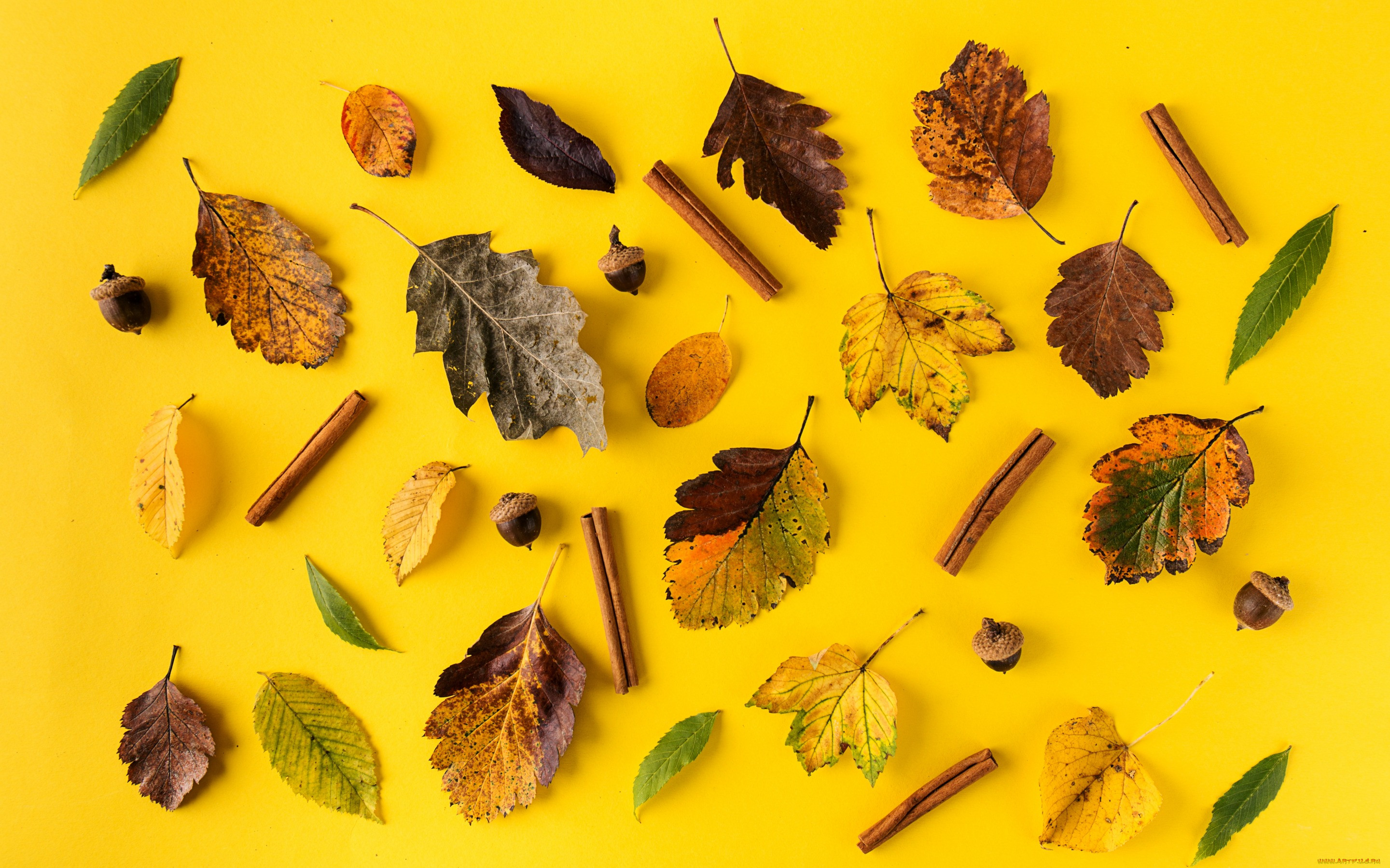 , , , leaves, autumn, background, yellow, , colorful, , 